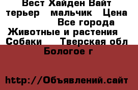 Вест Хайден Вайт терьер - мальчик › Цена ­ 35 000 - Все города Животные и растения » Собаки   . Тверская обл.,Бологое г.